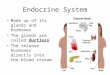 Endocrine System Made up of its glands and hormones The glands are called ductless The release hormones directly into the blood stream