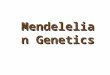 Mendelelian Genetics Gregor Mendel (1822-1884) Called the “Father of Genetics" Responsible for the laws governing Inheritance of Traits