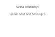Gross Anatomy: Spinal Cord and Meninges. Spinal Cord The spinal cord: occupies the vertebral canal in infants the spinal cord extends into the sacrum