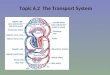 Topic 6.2 The Transport System. What is the Circulatory System? Circulatory System is a system of internal transport that transports: (i) Oxygen and Carbon