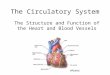 The Circulatory System The Structure and Function of the Heart and Blood Vessels