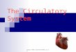 Http://www.sciencefinder.co.uk The Circulatory System