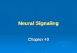 Neural Signaling Chapter 40. Learning Objective 1 Describe the processes involved in neural signaling: reception, transmission, integration, and action
