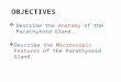 OBJECTIVES  Describe the Anatomy of the Parathyroid Gland.  Describe the Microscopic Features of the Parathyroid Gland