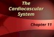 The Cardiocascular System Chapter 11. The Cardiovascular System A closed system of the heart and blood vesselsA closed system of the heart and blood vessels