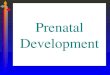 Prenatal Development. Female Reproductive Organs
