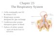 Chapter 23 The Respiratory System Cells continually use O2 & release CO2 Respiratory system designed for gas exchange Cardiovascular system transports