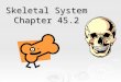 Skeletal System Chapter 45.2. The Skeleton  Main functions: rigid framework for support, protection, allowing bodily movement, producing blood, and storing