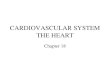 CARDIOVASCULAR SYSTEM THE HEART Chapter 18. Overview of Cardiovascular System