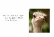 An ostrich’s eye is bigger than its brain.. Biology is the study of living things. Bio: Living Abio: Non-living
