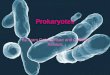 Prokaryotes By Aram Gebretensae and Quddus Akinlusi