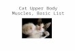 Cat Upper Body Muscles, Basic List. Pectoralis Major Courtesy of Dr. Fankhauser, used with permission, _Physiology/A&P201/Muscles/Muscles_Head&Trunk.htm