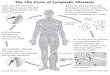  Lymphatic filariasis Lymphatic filariasis (also known as elephantiasis) is a parasitic disease caused by, three types of parasitic worms: Wuchereria