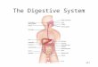 24-1 The Digestive System. 24-2 Overview of GI tract Functions Mouth---bite, chew, swallow Pharynx and esophagus---- transport Stomach----mechanical disruption;
