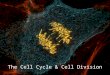 { The Cell Cycle & Cell Division.  Most cells in an organism go through a cycle of growth, development, and division called the cell cycle.  The cell