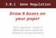 3.B.1 Gene Regulation Gene regulation results in differential gene expression, leading to cell specialization. Draw 8 boxes on your paper