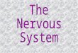The Nervous System is Very Important Our nerves send messages to everywhere in our body from the brain! The two main parts of the nervous system include