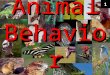 Animal Behavior 1. Behavior – anything an organism does in response to a stimulus in its environment.  Behaviors develop through interactions between