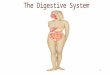 1 The Digestive System. 6.1.1 Why digest food? Food consists of: –Carbohydrates –Lipids –Proteins –Nucleic acids –Minerals –Vitamins –Water These are