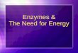 Enzymes & The Need for Energy Section 1: Enzymes