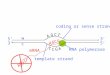 5’5’3’3’ 3’3’5’5’ w c A T coding or sense strand template strand mRNA G A C G C C G RNA polymerase A U T AUG??