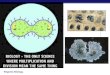 Regents Biology MITOSIS: Making New Cells Making New DNA