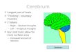 Cerebrum o Largest part of brain o “Thinking”; voluntary muscles o 2 halves –Right – Abstract thoughts –Left – Analytical thoughts o Gyri and Sulci allow