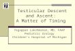 Testicular Descent and Ascent: A Matter of Timing Yegappan Lakshmanan, MD, FAAP Pediatric Urology Children’s Hospital of Michigan
