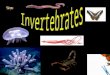 Characteristics of Animals All are multicellular eukaryotes All are heterotrophic Most are motile, (can move), at least some part of life cycle Most undergo
