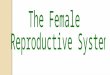 What is the purpose of the female reproductive system? Purpose? Making an egg Getting sperm and egg together Protecting and nurturing the growing embryo