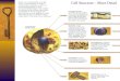 Cell Structure – More Detail. Cellular Biology: A Refresher Anatomy and Physiology 121: Dr. Jaeson T. Fournier
