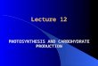 Lecture 12 PHOTOSYNTHESIS AND CARBOHYDRATE PRODUCTION