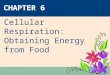 CHAPTER 6 Cellular Respiration: Obtaining Energy from Food