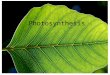 Photosynthesis. 1. Mesophyll A layer of cells that contain & are responsible for most of the plant’s photosynthesis chloroplasts Page 2