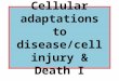 Cellular adaptations to disease/cell injury & Death I