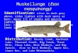 Muskellunge (Esox masquinongy) Identification: olive to dark gray above, sides lighter with dark spots or bars; upper 1/2 of cheeks and opercle lightly