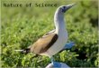 Nature of Science. Theory: An explanation for many related observations based on extensive scientific and experimental evidence in many conditions