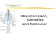Neuroscience, Genetics and Behavior Chapter 2. Objective 1 zDescribe the structure of the neuron and explain how neural impulses are generated