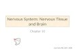Nervous System: Nervous Tissue and Brain Chapter 10 Lisa Ochs RN, BSN 2008
