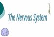 The nervous system is made up of: The spinal cord The senses The nerves The brain