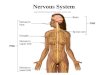 Nervous System. 2 Functions 1. Sensory input: sensory receptors respond to stimuli 2. Integration: brain and spinal cord process stimuli 3. Control of