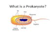 What is a Prokaryote?. A LIVING cell that:  NO Nucleus or membrane bound organelles. “Pro” = “No Nucleus”  DOES have Cell Membrane, DNA (circular type),