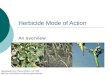 Herbicide Mode of Action An overview Developed by Cheryl Wilen, UC IPM Not for distribution without permission