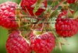 CDNA-AFLP ANALYSIS OF GENE EXPRESSION IN RED RASPBERRY (Rubus idaeus L.) DURING WATER STRESS ANALIZA EXPRESIEI GENICE LA ZMEUR (Rubus idaeus L.) ÎN CONDIŢII
