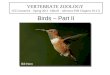 Birds – Part II VERTEBRATE ZOOLOGY (VZ Lecture24 – Spring 2012 Althoff - reference PJH Chapters 16-17) Bill Horn