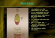 1 Nucleus The nucleus is the controller of the cell. It is surrounded by the nuclear envelope which controls what substances may exit/enter the nucleus