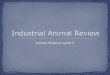 Animal Science Level 3. Fill in together ID species of economically important animals Understand animal management and husbandry techniques Outline industrial