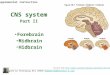 CNS system Part II Forebrain Midbrain Hidbrain Picture from //hopes.stanford.edu/basics/braintut/ab3.html