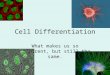 Cell Differentiation What makes us so different, but still the same