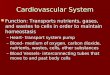 Cardiovascular System Function: Transports nutrients, gases, and wastes to cells in order to maintain homeostasis Function: Transports nutrients, gases,
